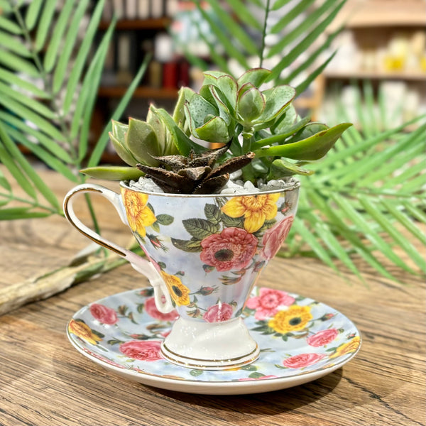 Teacup Succulent Pop Up Workshop