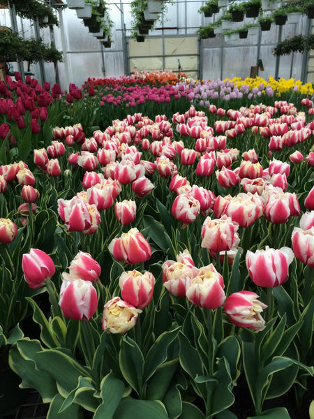 Spring Has Sprung!