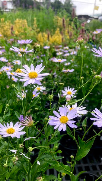 The Power of a Flower