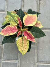 Load image into Gallery viewer, 4.5&quot; Poinsettia
