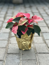 Load image into Gallery viewer, 4.5&quot; Poinsettia
