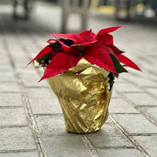 Load image into Gallery viewer, 4.5&quot; Poinsettia
