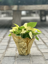 Load image into Gallery viewer, 4.5&quot; Poinsettia
