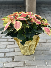 Load image into Gallery viewer, Double Poinsettia
