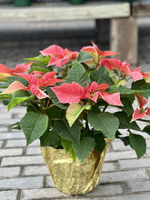 Load image into Gallery viewer, Double Poinsettia
