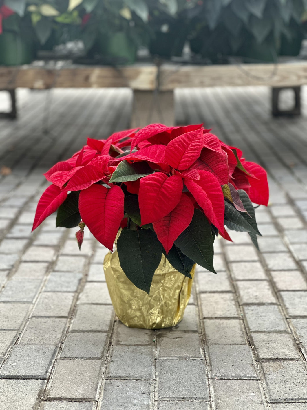 Double Poinsettia
