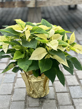 Load image into Gallery viewer, Double Poinsettia
