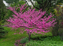 Load image into Gallery viewer, Eastern Redbud Pre-Order
