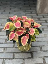 Load image into Gallery viewer, Single Poinsettia
