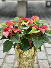 Load image into Gallery viewer, Single Poinsettia
