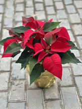Load image into Gallery viewer, Single Poinsettia
