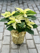 Load image into Gallery viewer, Single Poinsettia
