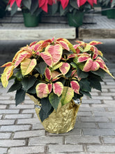 Load image into Gallery viewer, Triple Poinsettia
