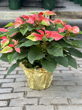 Load image into Gallery viewer, Triple Poinsettia
