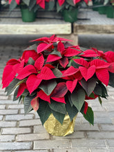 Load image into Gallery viewer, Triple Poinsettia
