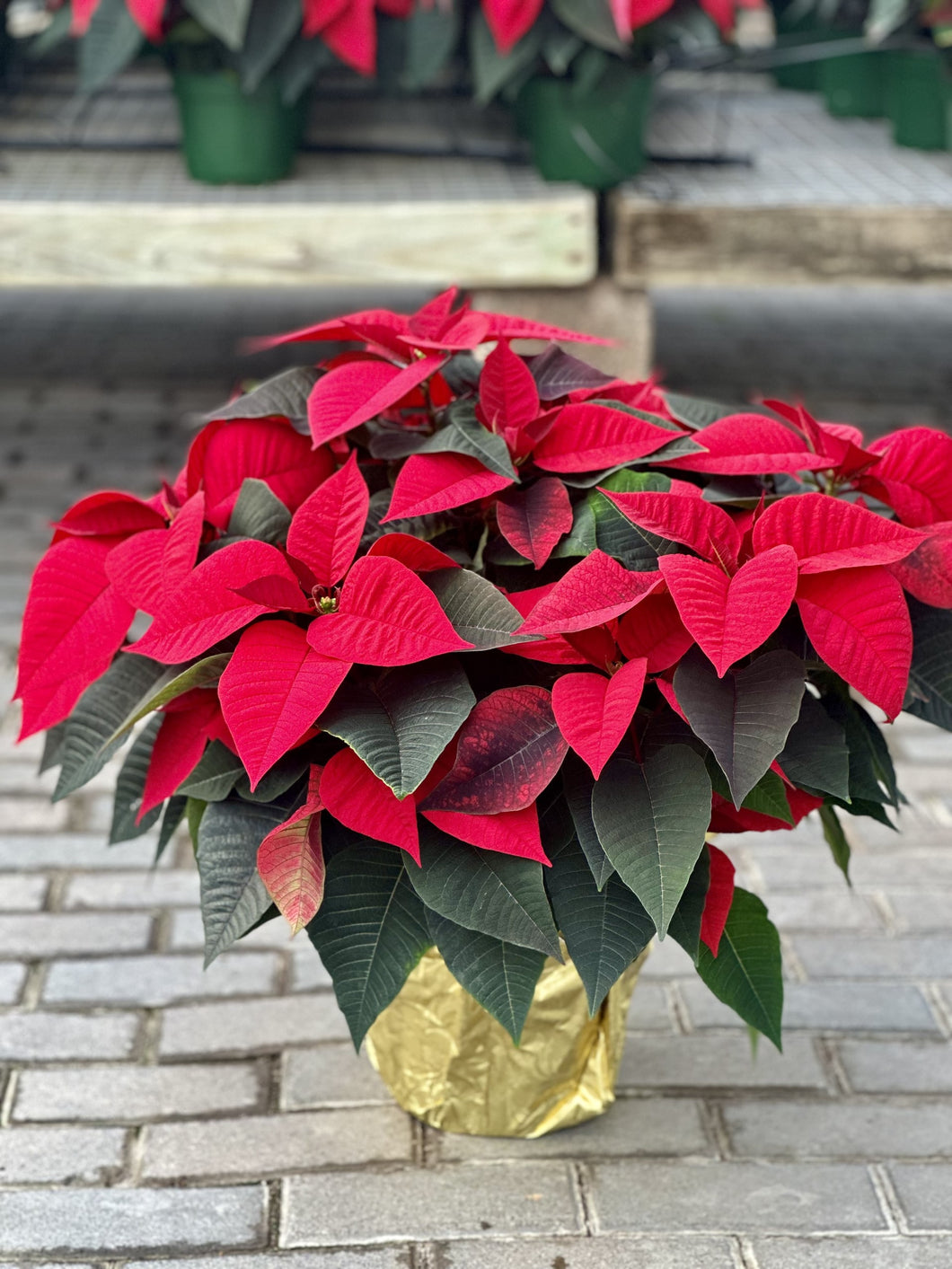 Triple Poinsettia