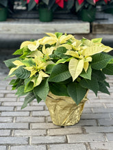 Load image into Gallery viewer, Triple Poinsettia
